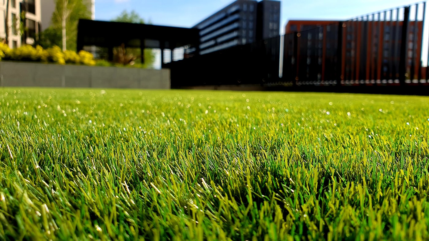 Healthy green grass