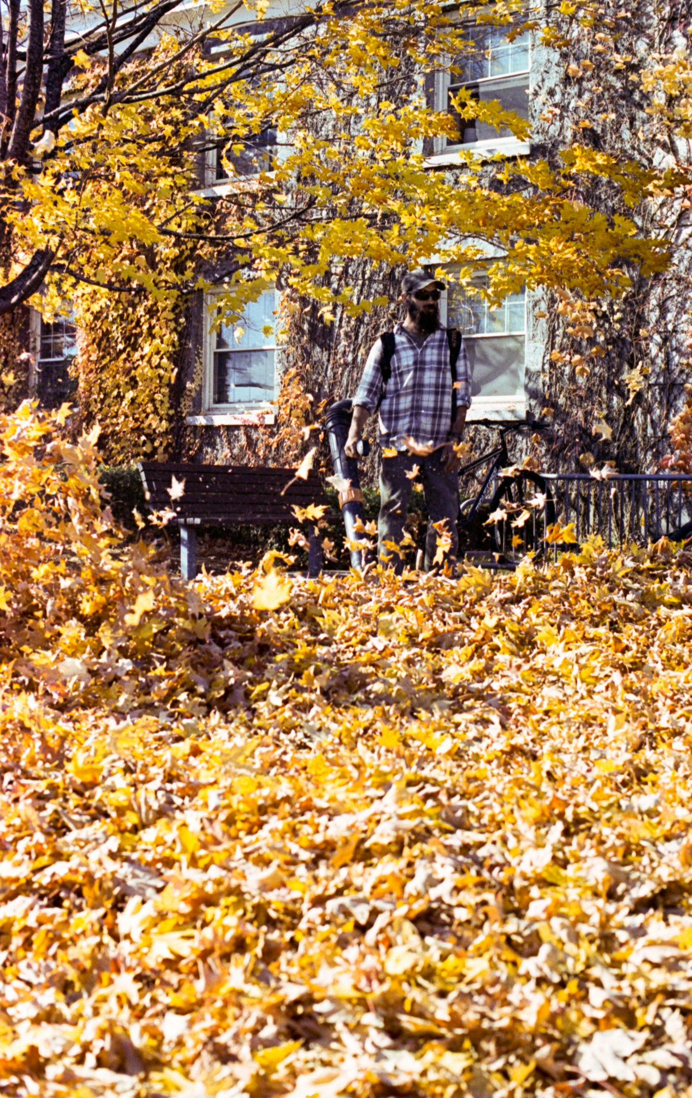Fall leaf cleanup